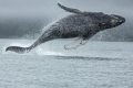 Las ballenas ven en blanco y negro