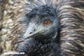 La guerra del Emú: los animales que vencieron al ejército australiano