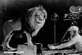 La increíble historia de Jackie, el león de la MGM