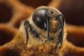 ‘Secretos de las Abejas’: 7 revelaciones de la nueva serie de NatGeo que cambiarán tu forma de ver el mundo