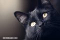 La Nota Curiosa: ¿Por qué los gatos negros se asocian a la mala suerte?