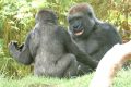 Nuevo estudio con grandes simios: ¿es la risa el origen del lenguaje humano?