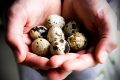 7 razones por las que debes comer huevos de codorniz, el secreto mejor guardado de la gastronomía ancestral