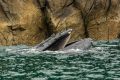 El océano está lleno de oyentes… y la mayoría escucha mejor que nosotros