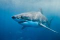 Tiburones al descubierto: El esperado Sharkfest de National Geographic destruye los mitos más grandes del océano