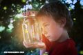 ¿Por qué las luciérnagas tienen luz?
