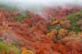 ¿Por qué las hojas de algunos árboles cambian de color en otoño?