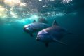 ¿Los delfines también pueden sufrir alzhéimer?