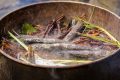 De la selva amazónica al laboratorio: el potencial de la ayahuasca contra el párkinson