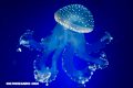 10 datos que no sabías de las medusas