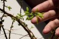 ¿Tienen sentimientos y pueden experimentar dolor las plantas?