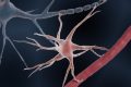 Más allá de las neuronas: cómo los astrocitos dan forma a nuestros recuerdos