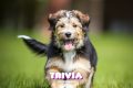 Trivia: ¿Cuánto sabes sobre perros?