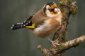 Cómo el entorno cambia el canto de los pájaros
