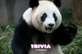 ¿Eres amante de los animales? Con esta trivia conocerás si sabes lo suficiente…