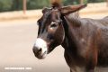 Trivia: ¿Podrías adivinar los progenitores de estos animales híbridos?