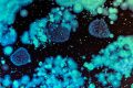 Lecciones de la evolución para mejorar nuestra relación con las bacterias