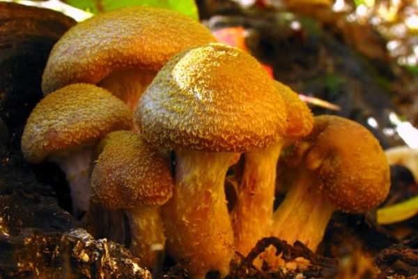 Hongos que dan luz: la solución viva al consumo energético