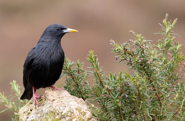 El curioso comportamiento de algunas aves que usan plantas frescas y aromáticas en sus nidos