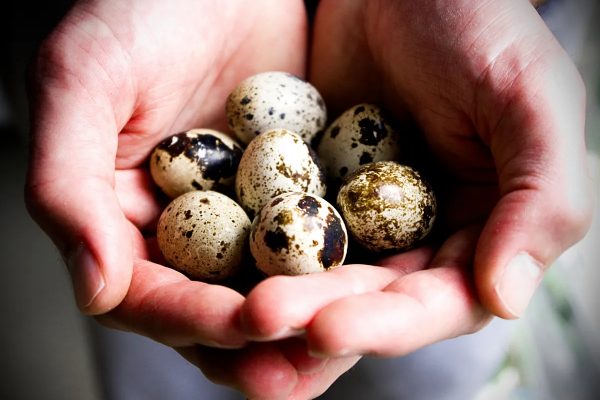 7 razones por las que debes comer huevos de codorniz, el secreto mejor guardado de la gastronomía ancestral