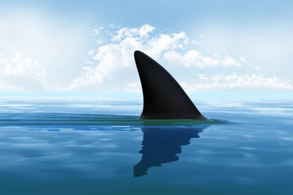 Tiburones al descubierto: El esperado Sharkfest de National Geographic destruye los mitos más grandes del océano