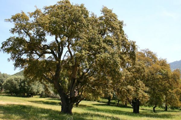 Matusalén y la inmortalidad en el mundo vegetal