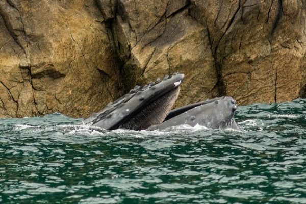 El océano está lleno de oyentes… y la mayoría escucha mejor que nosotros