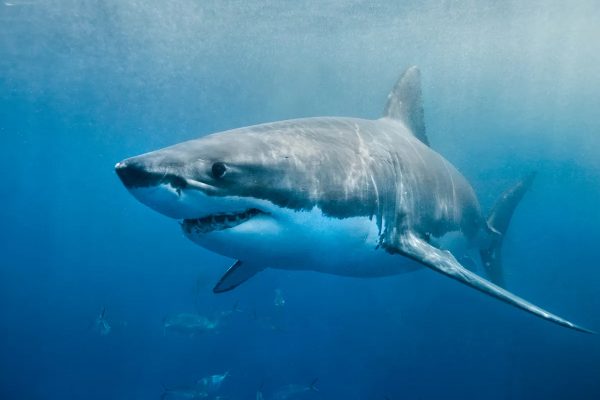 Tiburones al descubierto: El esperado Sharkfest de National Geographic destruye los mitos más grandes del océano