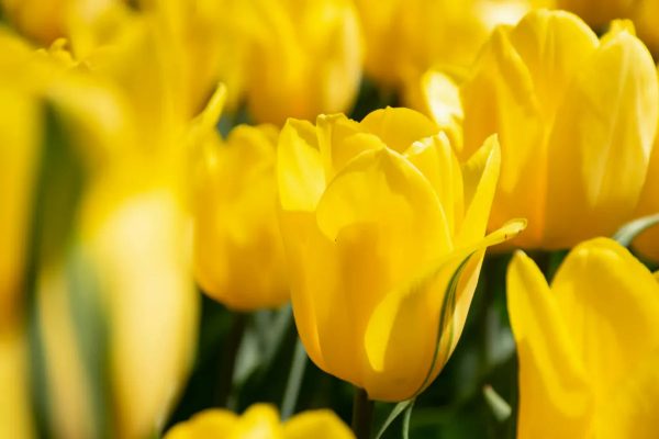 De dónde sale el amarillo, color del sol y azote para supersticiosos