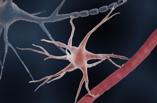 Más allá de las neuronas: cómo los astrocitos dan forma a nuestros recuerdos