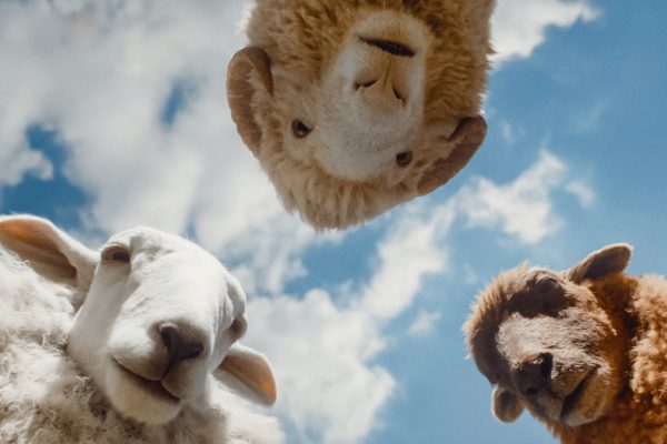 Las ovejas toman el control: Todo sobre ‘The Sheep Detectives’ con Hugh Jackman