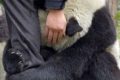 Japón: La foto del oso panda asustado no es real