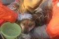Rescatado un perro en Japón tras permanecer 21 días a la deriva