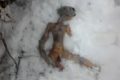 La verdadera historia del Extraterrestre encontrado muerto en Rusia