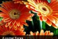 Conviértete en un «Come flores» (Parte I)