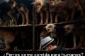 China reabre el debate sobre el consumo de carne de perro