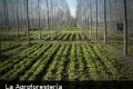 ¿Qué es la Agroforestería?