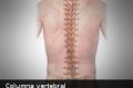 ¿De cuántos huesos está compuesta la columna vertebral?