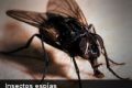 Tecnología: Insectos reales convertidos en espías