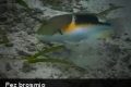 Los peces sí usan herramientas (+Video)