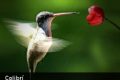 Según estudio las aves ven mejor los colores que los humanos