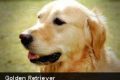 Podemos percibir el estado emocional de un perro en su rostro
