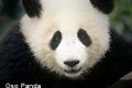 Estudio revela que los pandas se parecen a los perros