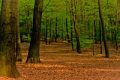 Descubren el bosque más antiguo del mundo en Nueva York