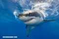 10 curiosidades sobre los Tiburones