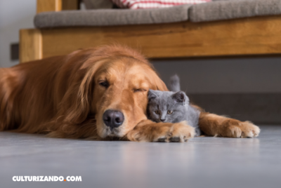 son los gatos realmente más inteligentes que los perros