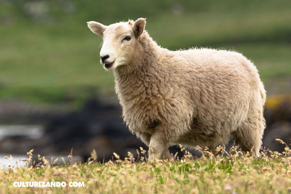 Lo que no sabías sobre la clonación de la oveja Dolly