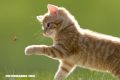 20 curiosidades sobre los gatos