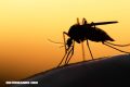 La Nota Curiosa: ¿Cuál es la mejor técnica para matar mosquitos?