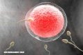 La ciencia revela que el esperma tiene detector y el óvulo lo atrae